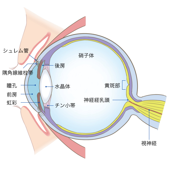 緑内障（閉塞隅角緑内障、狭隅角）1